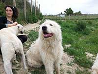 abruzzese shepherd baffo type